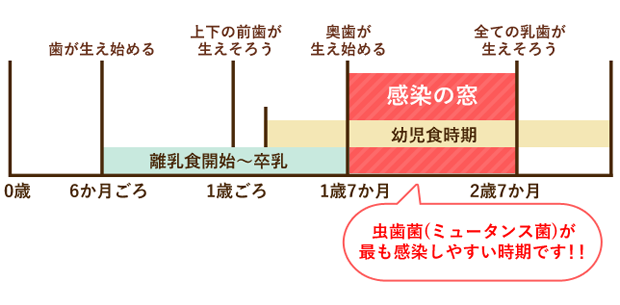 感染の窓